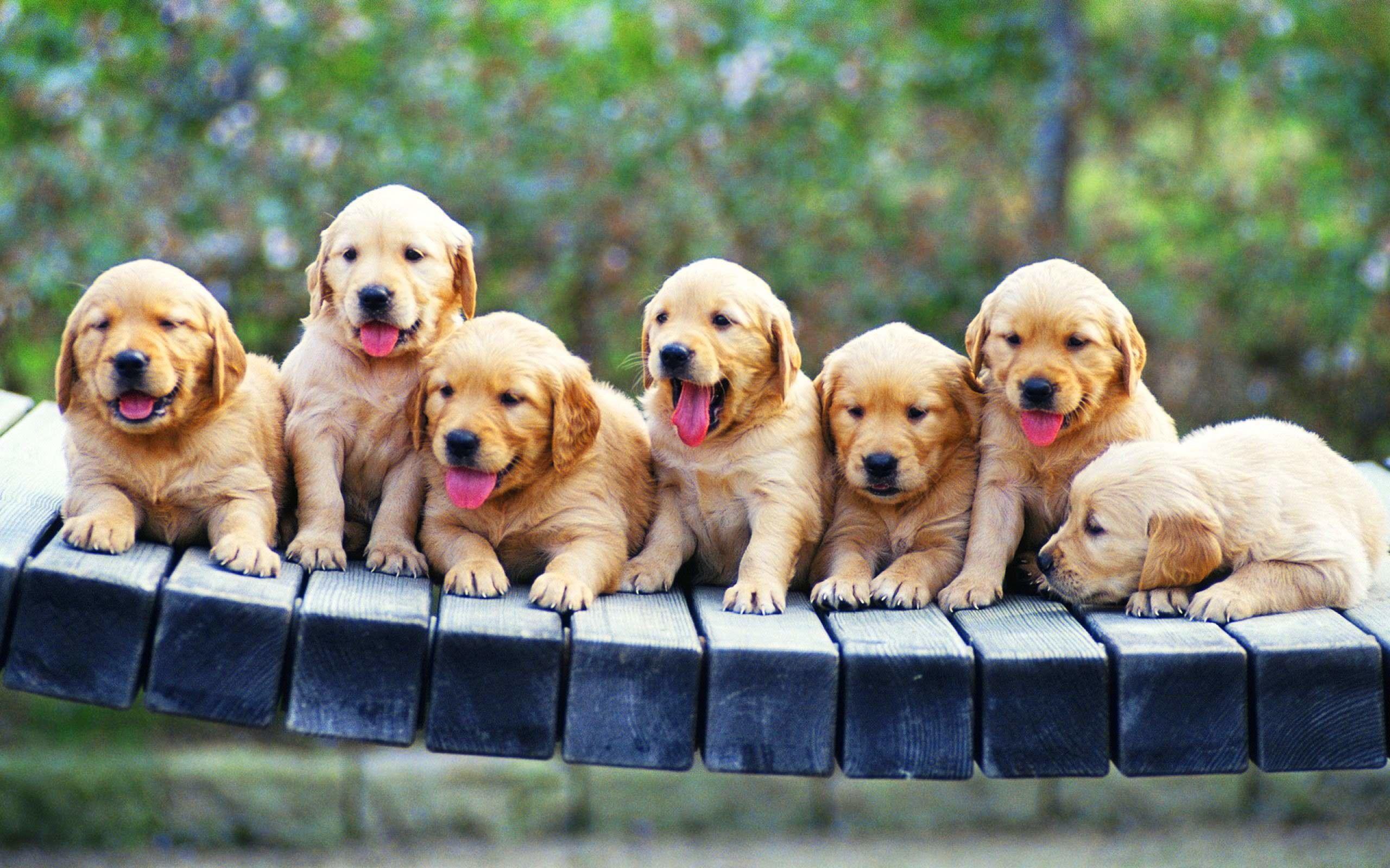 Cute puppies desktop wallpapers