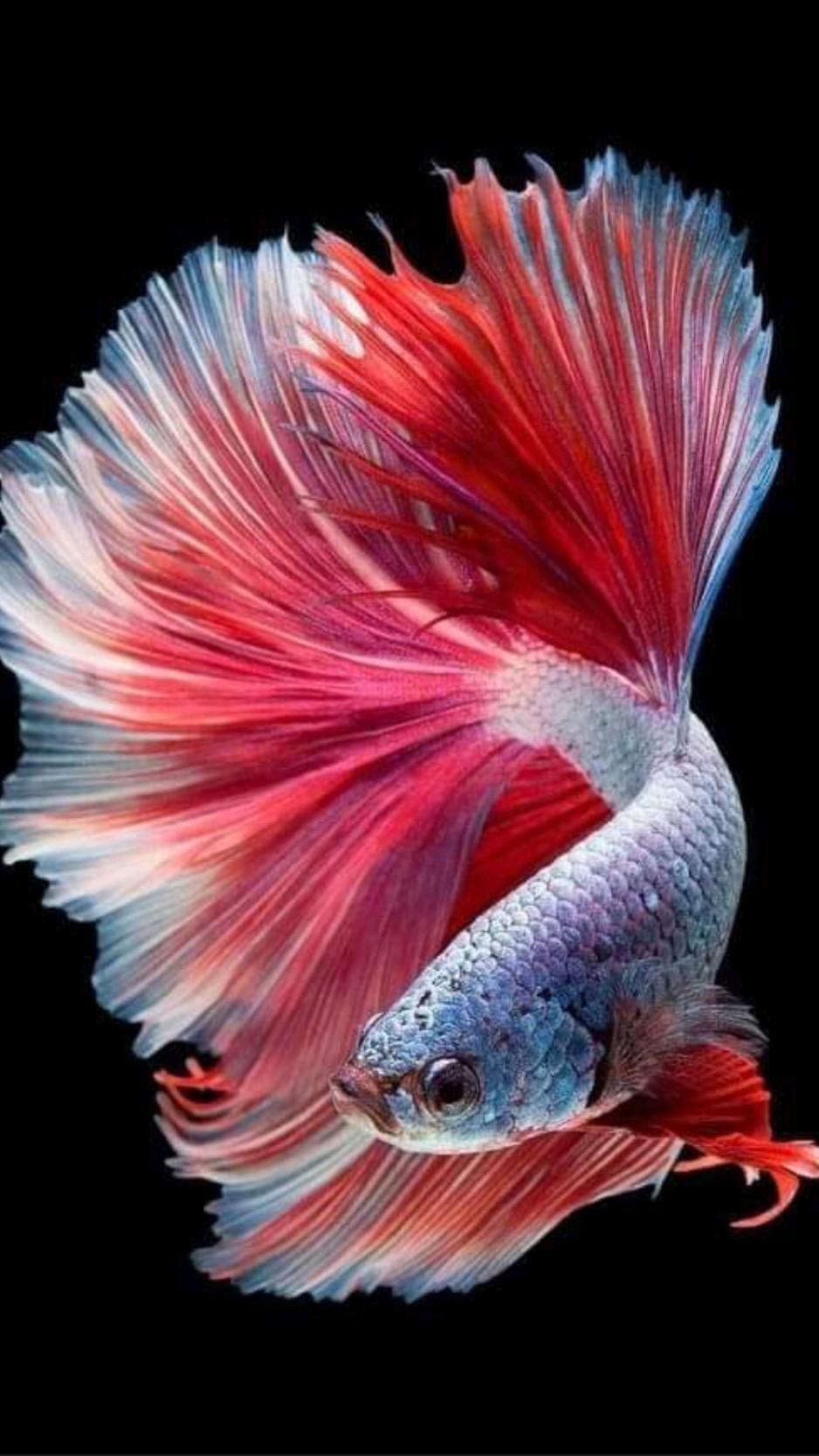 The moving moment beautiful of red and yellow siamese betta fish or half moon . Siamese Fighting Fish Wallpapers Top Free Siamese Fighting Fish Backgrounds Wallpaperaccess