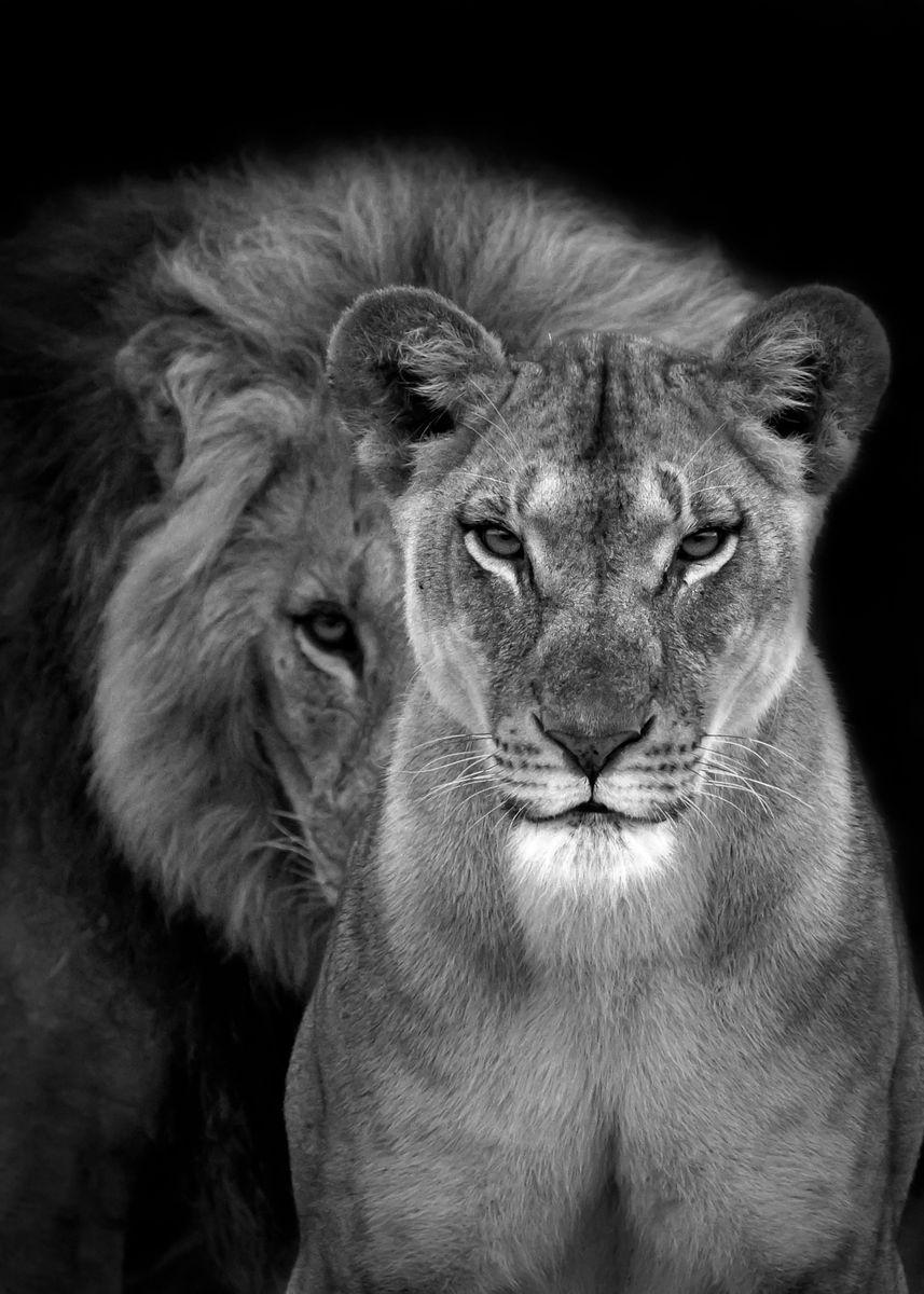 Download lion lioness love for desktop or mobile device. Lioness Black And White Wallpapers Top Free Lioness Black And White Backgrounds Wallpaperaccess