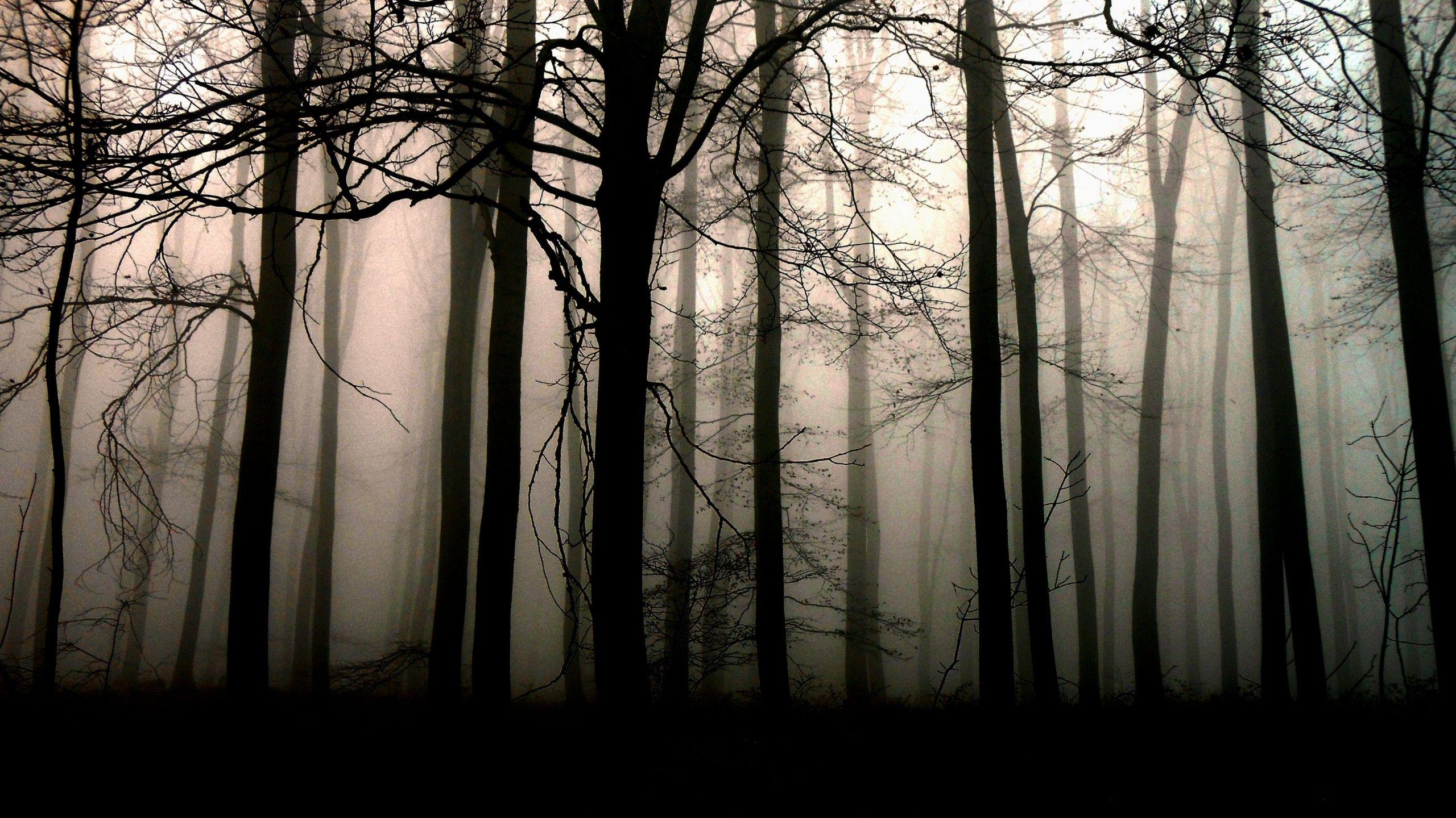 aesthetic dark desktop wallpapers top free aesthetic on dark forest aesthetic wallpapers