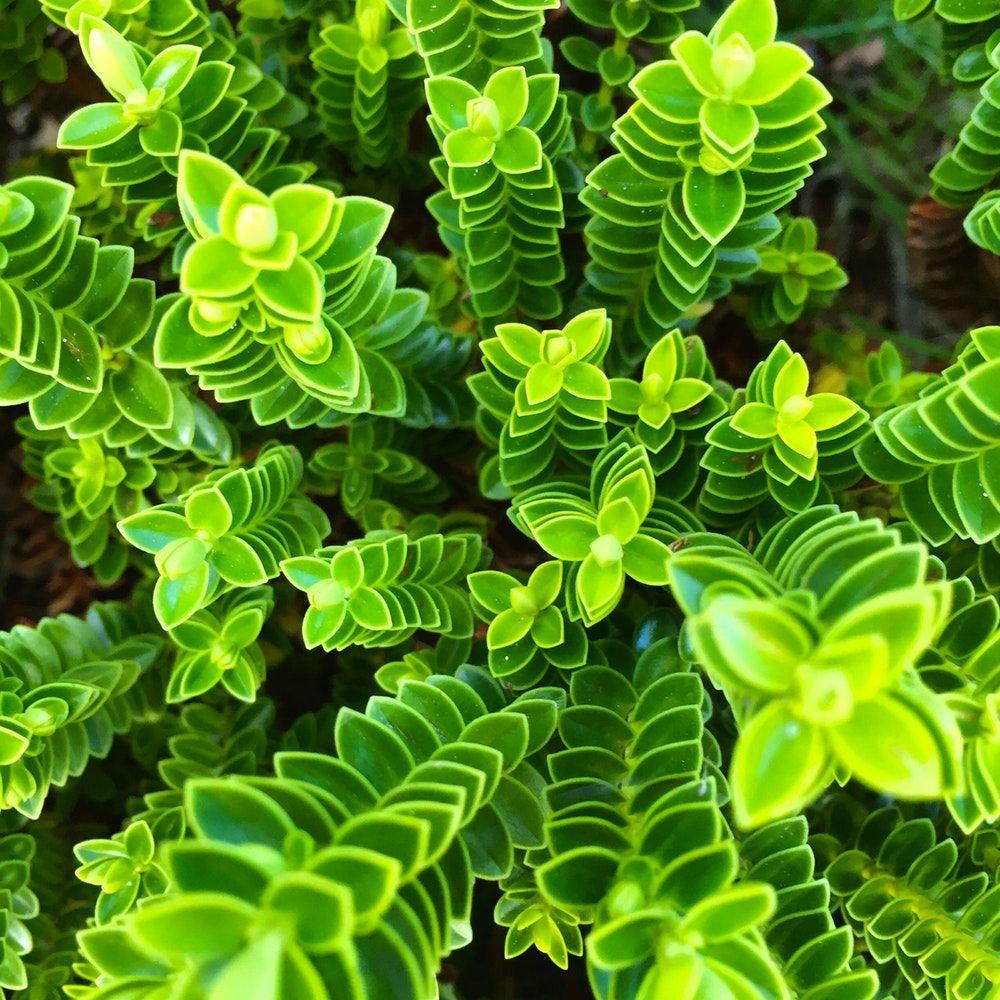 [21++] Stunning Green Aesthetic Plant Wallpapers