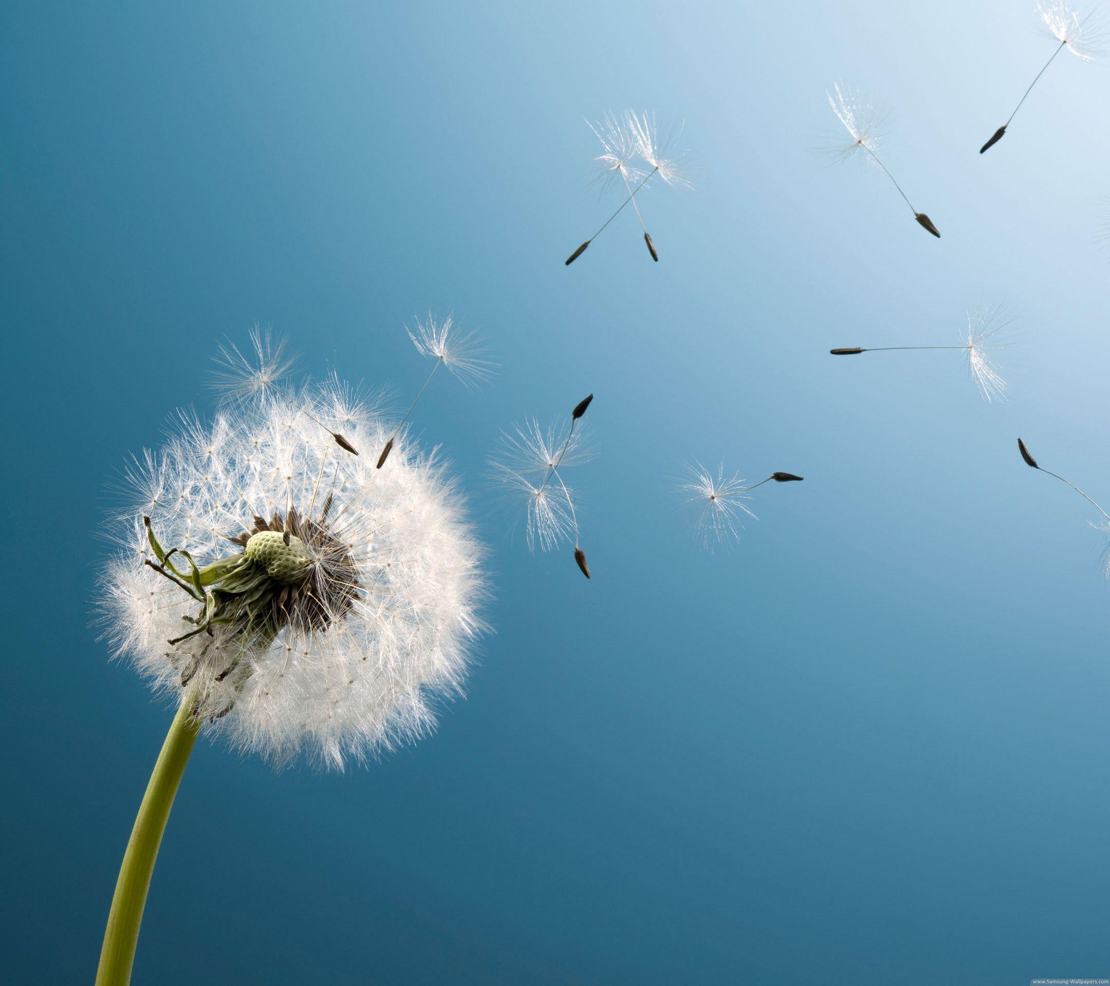 Samsung Mobile Wallpapers Top Free Samsung Mobile Backgrounds Wallpaperaccess