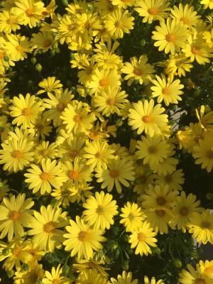 yellow aesthetic daisy daisies wallpapers flower flowers backgrounds iphone pastel android dark wallpaperaccess spring discover