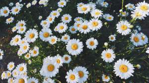 aesthetic daisy daisies flowers backgrounds wallpapers yellow glade desktop plant grass sunflower iphone nature summer wallpaperaccess newcastlebeach