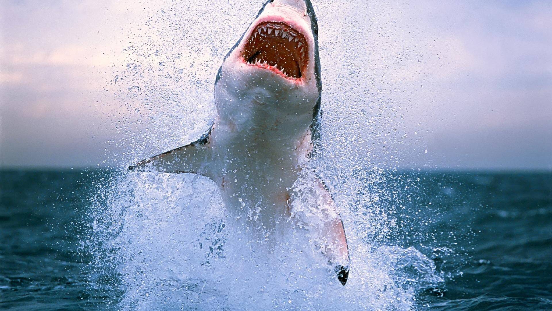 Jaws hd wallpapers, desktop and phone wallpapers. Air Jaws Wallpapers Top Free Air Jaws Backgrounds Wallpaperaccess