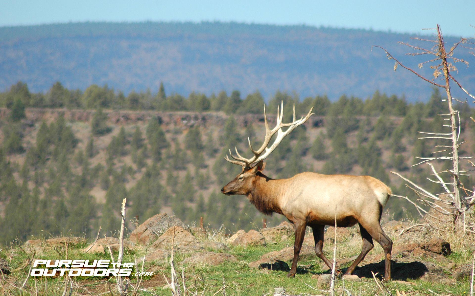 Themed to pay homage to the storied past of the catskill mountain region, it's former great resorts and camps, the inn evokes the glory days of a time gone by when the catskills were the … Hunting And Fishing Wallpapers Top Free Hunting And Fishing Backgrounds Wallpaperaccess