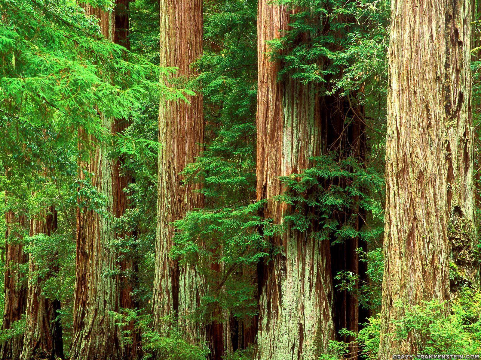 Redwood forest wallpapers