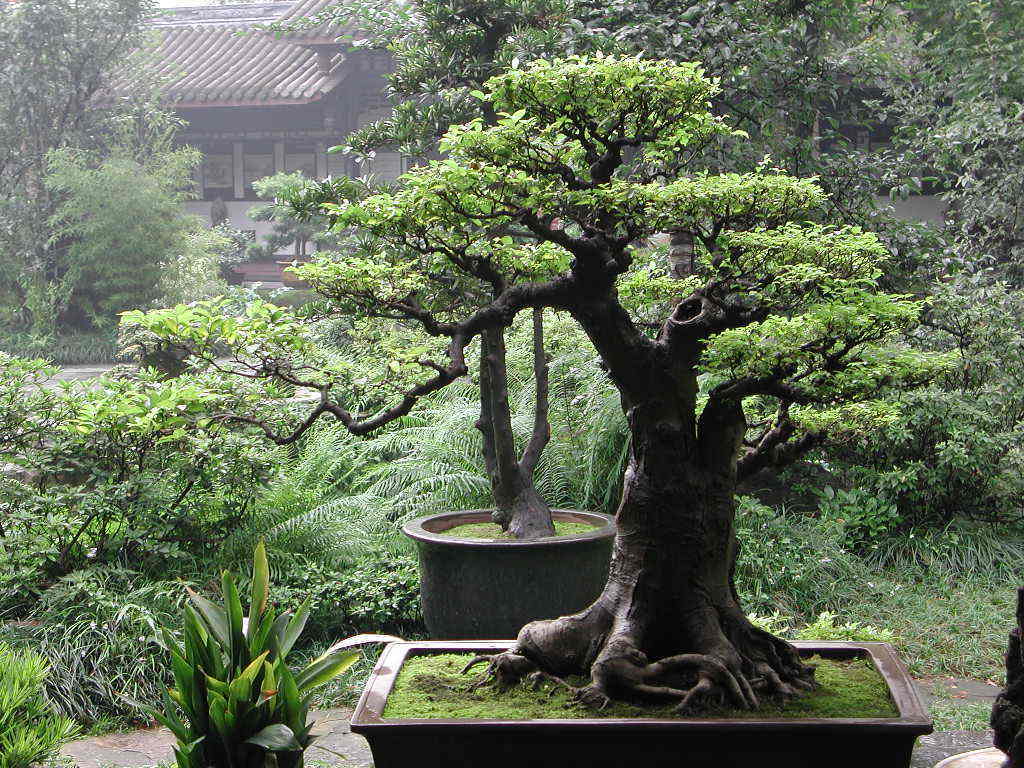 Zen Bonsai Wallpapers Top Free Zen Bonsai Backgrounds Wallpaperaccess