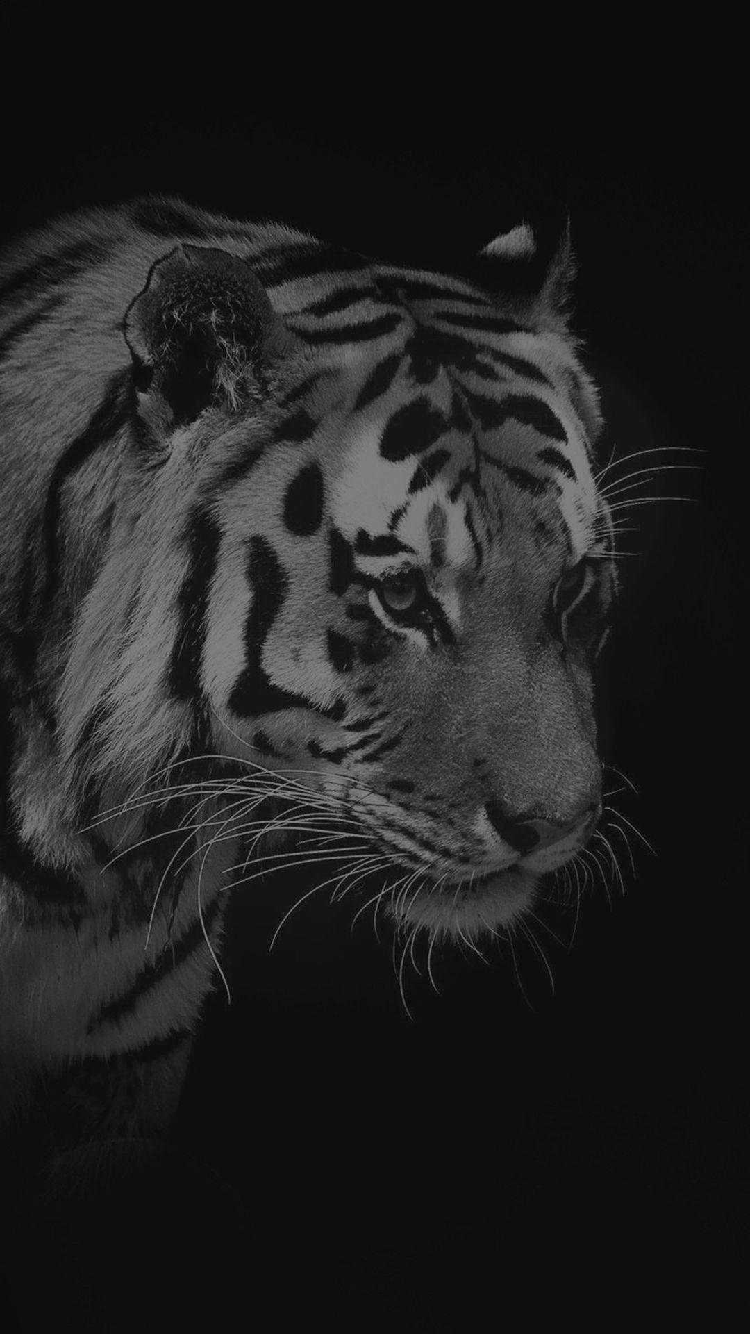 Ottieni immagini Tiger Iphone Wallpapers Top Free Tiger Iphone Backgrounds il piu cool da parte di