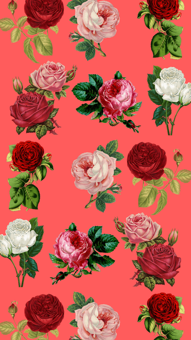 Iphone 7 Rose Gold Wallpaper