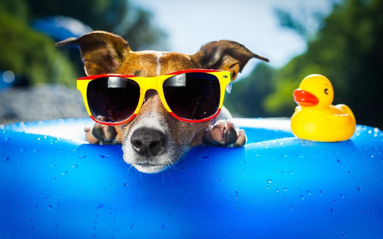 In this dog app, you will find the awesome wallpapers for your phone and tablet of the following breeds: Awesome Dog Wallpapers Top Free Awesome Dog Backgrounds Wallpaperaccess