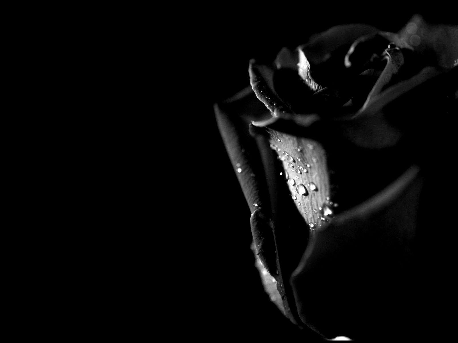 Black rose hd wallpapers