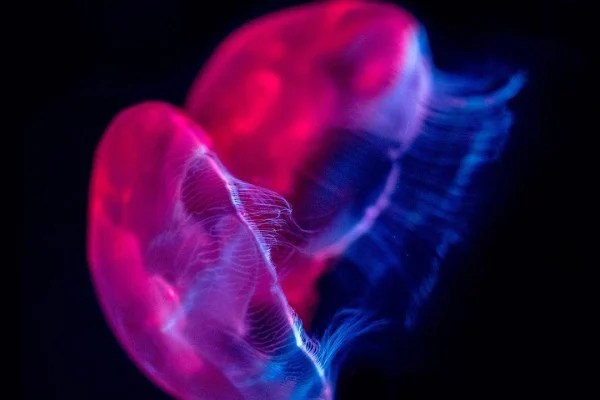 Iphone 11 Oled Wallpapers Top Free Iphone 11 Oled Backgrounds Wallpaperaccess