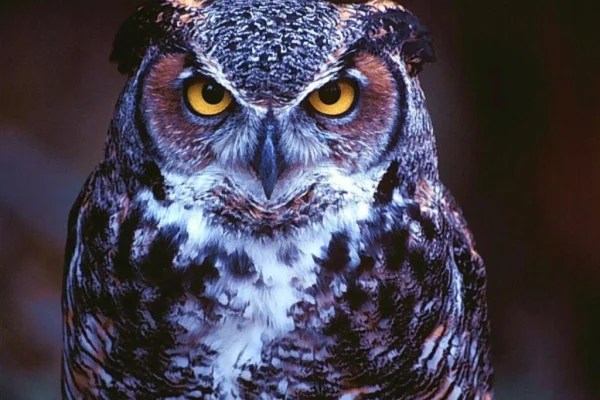 Owl Man Wallpapers - Top Free Owl Man Backgrounds - Wallpaperaccess 400_X_600_jpg
