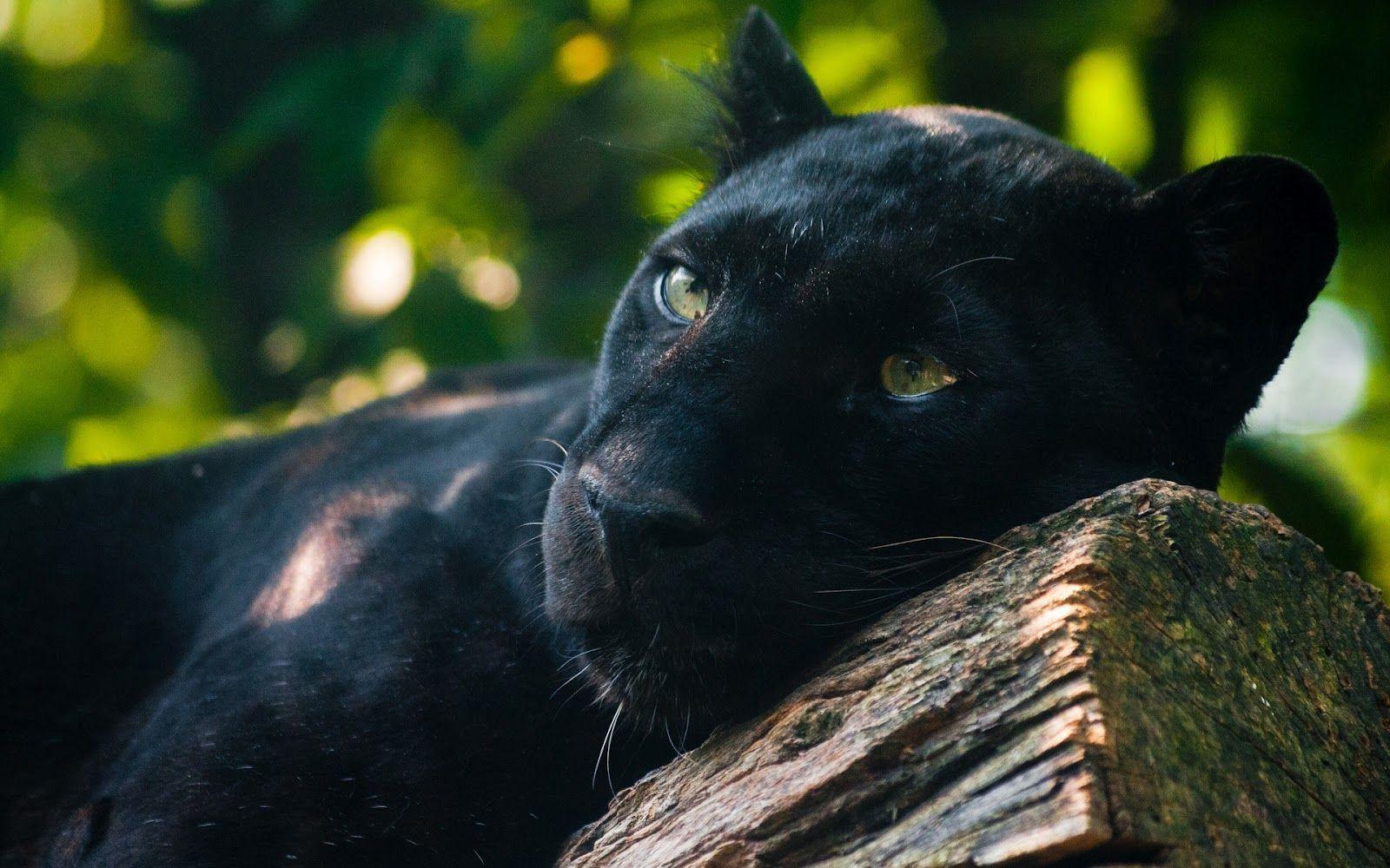 Black jaguar wallpapers