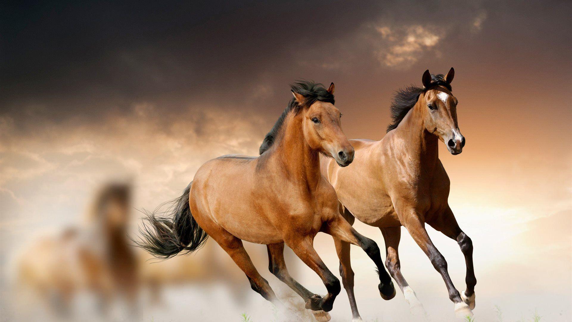 Highest rated) finding wallpapers view all subcategories. Horse Backgrounds Wallpaper Cave