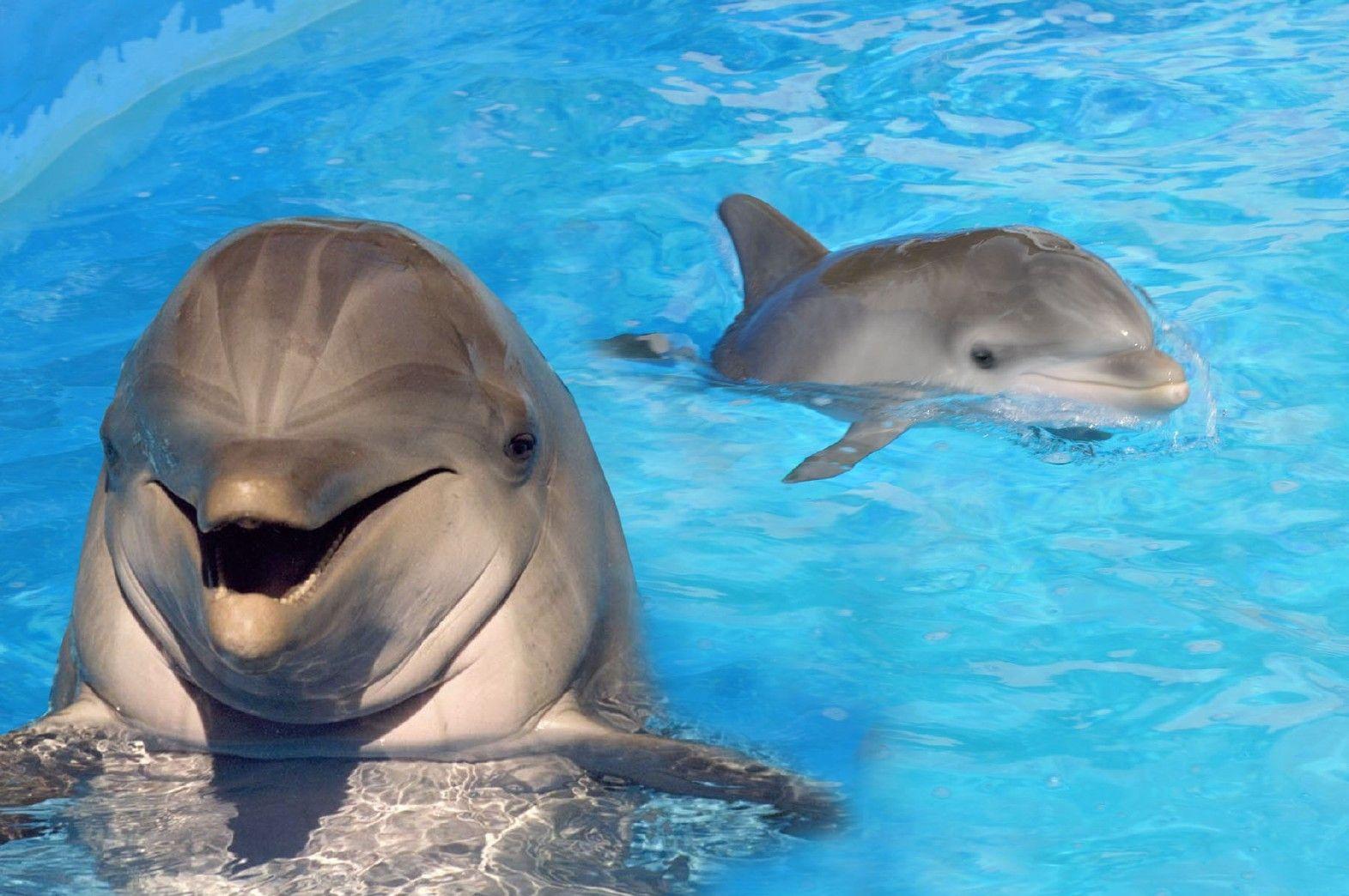 cute dolphin wallpapers wallpaper cave on cute dolphin wallpaper