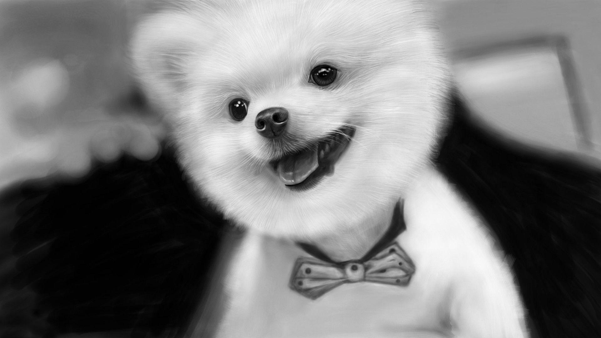 funny hd wallpapers 1080p wallpaper cave on funny pfp wallpapers