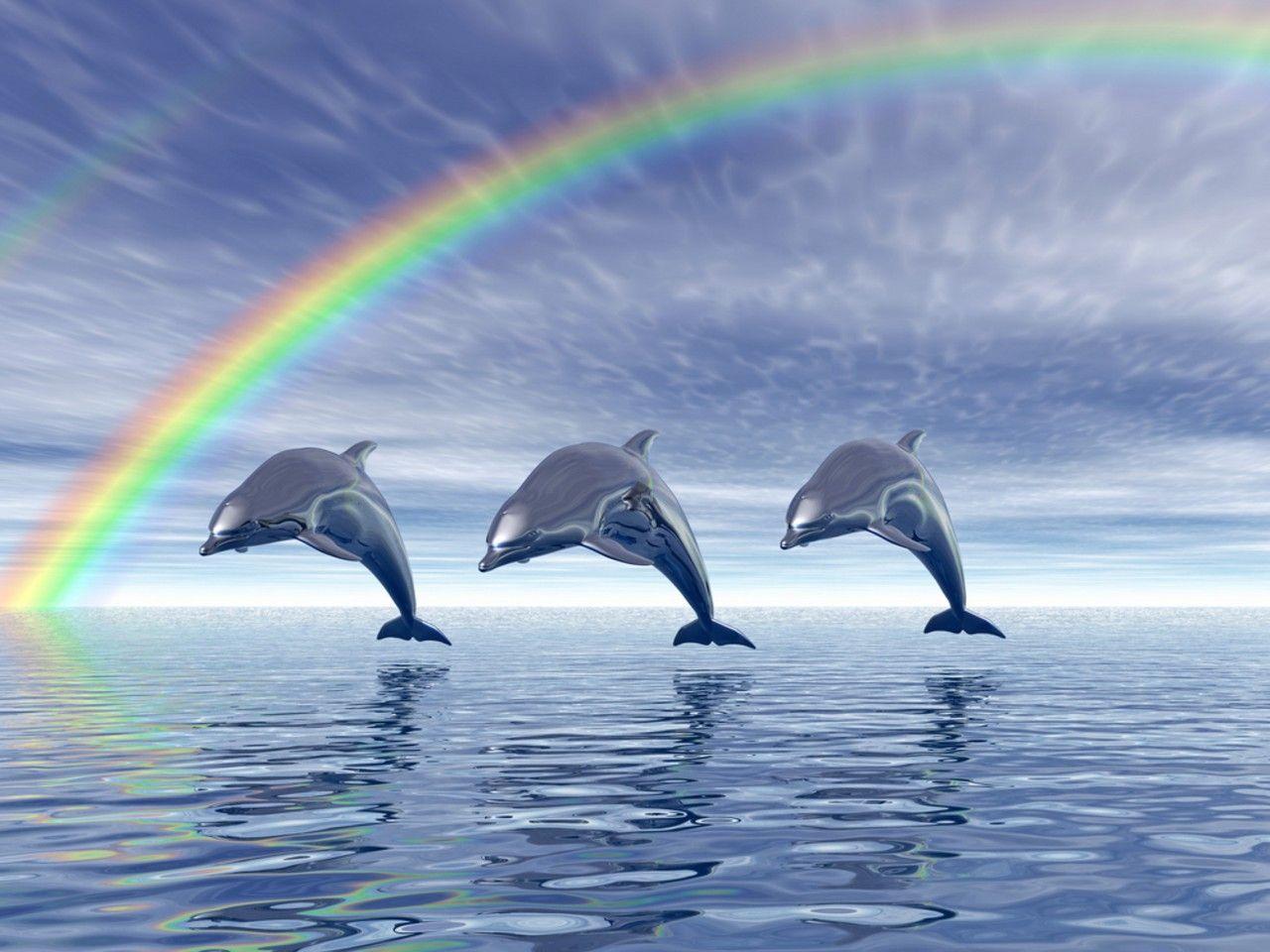 cute dolphin wallpapers wallpaper cave on cute dolphin wallpaper