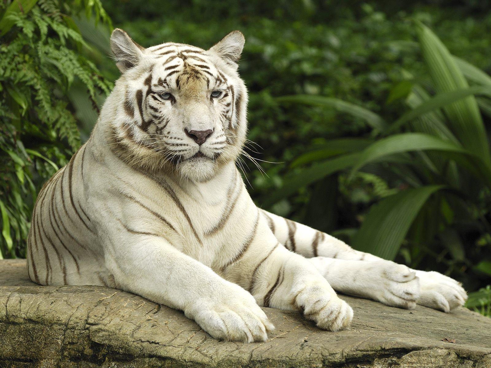 Gratuito immagini White Tiger Wallpapers Hd Wallpaper Cave aggiornato da parte di