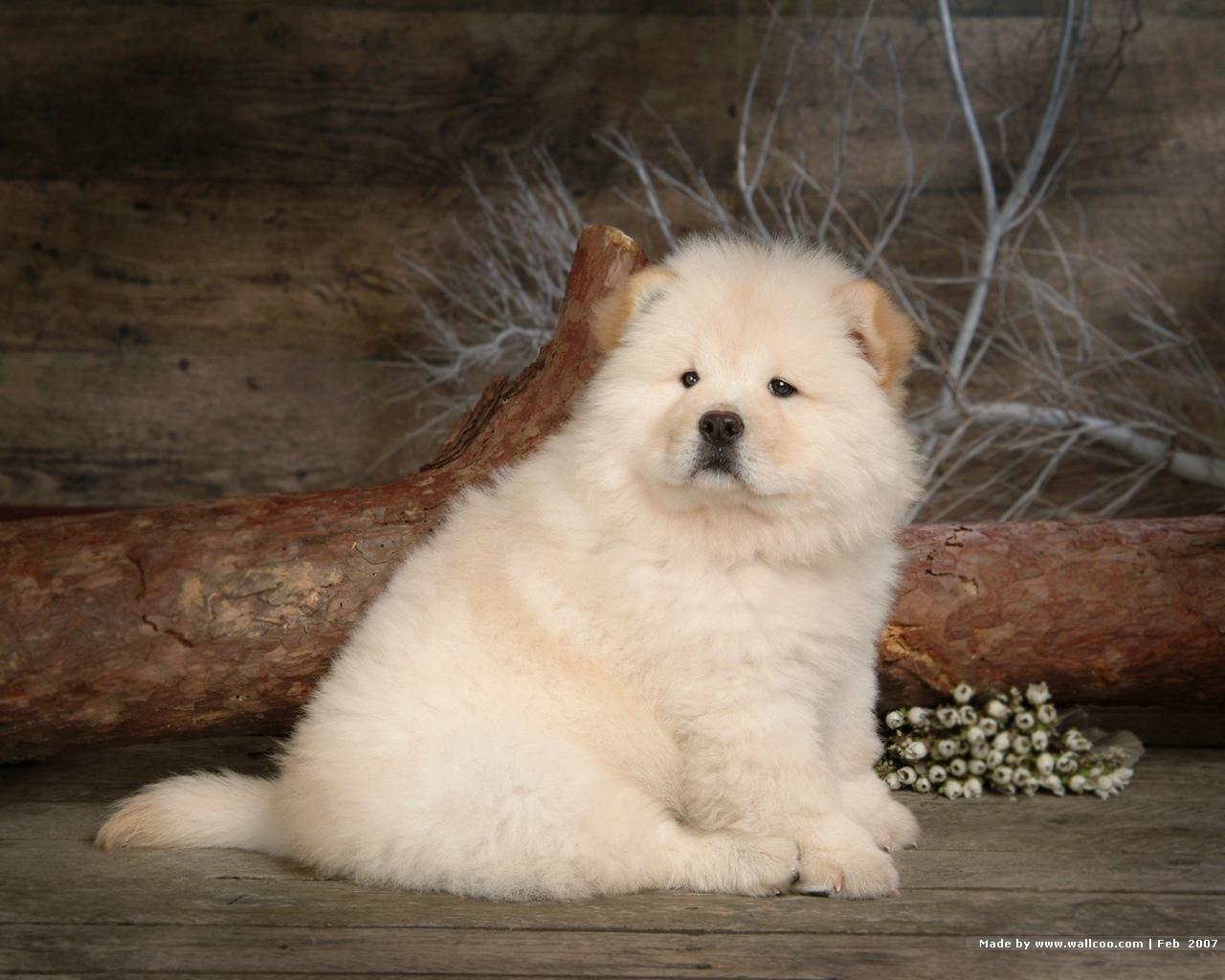 chow chow wallpapers wallpaper cave on chow chow wallpapers