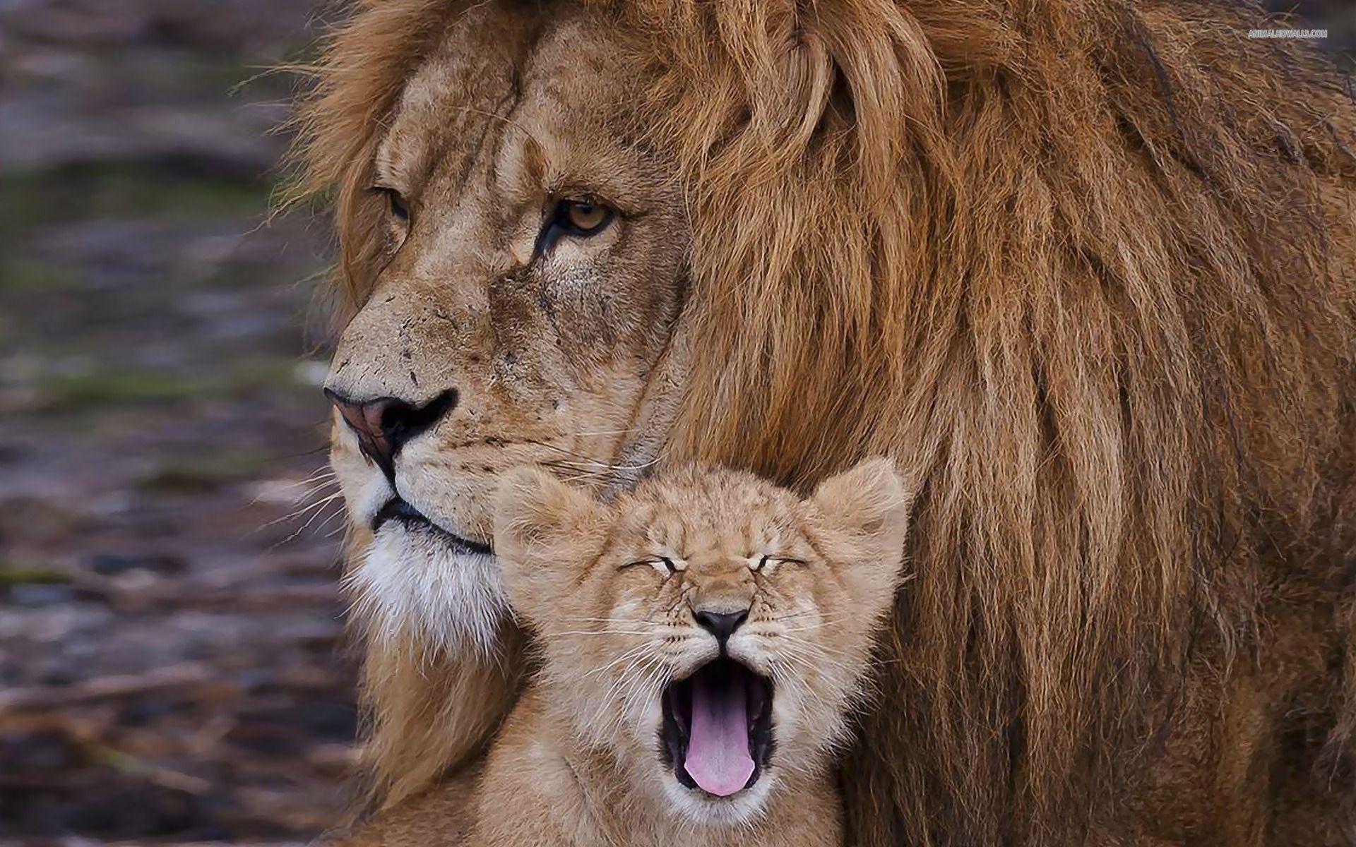 Lion cubs wallpapers