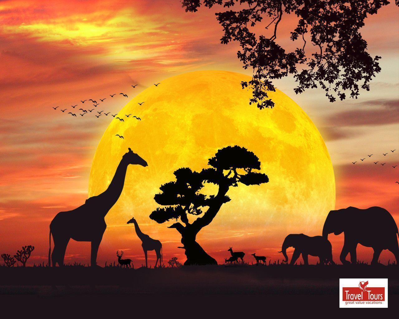 Safari Wallpapers Wallpaper Cave