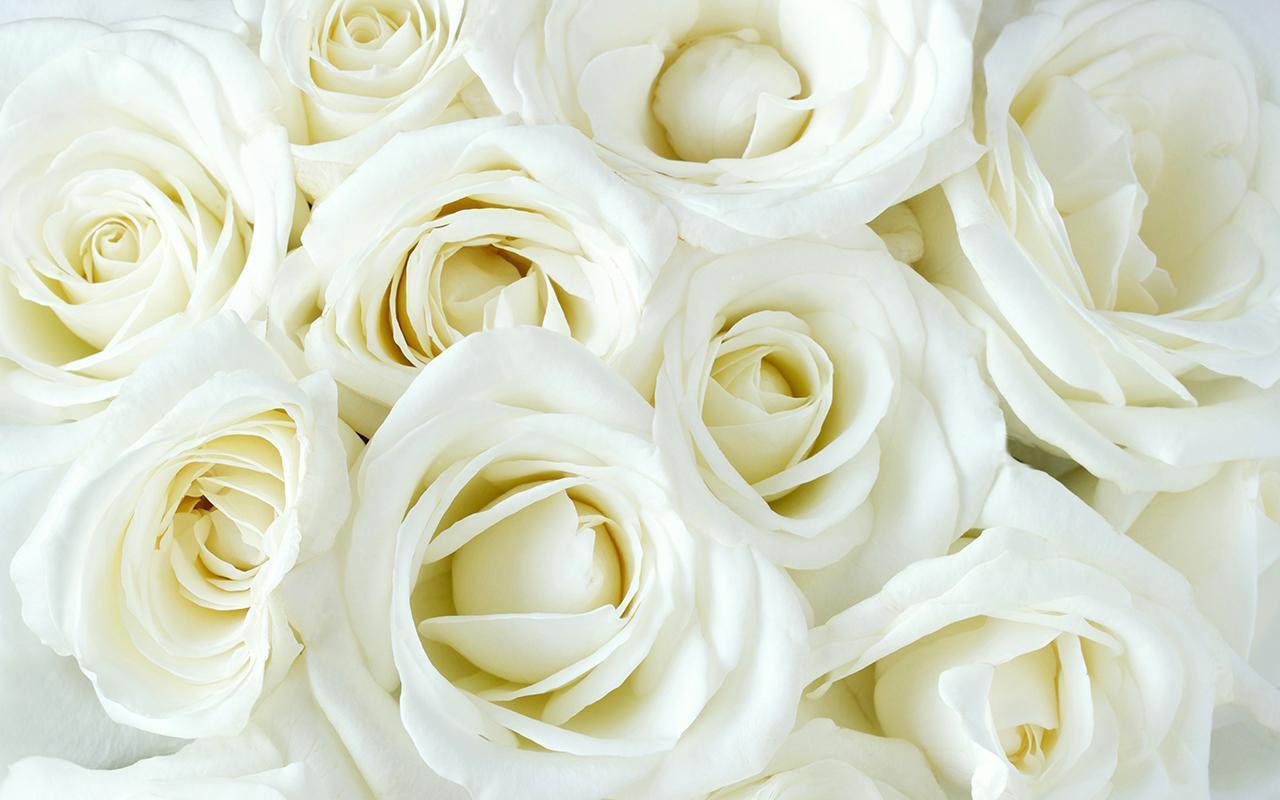 White roses wallpapers