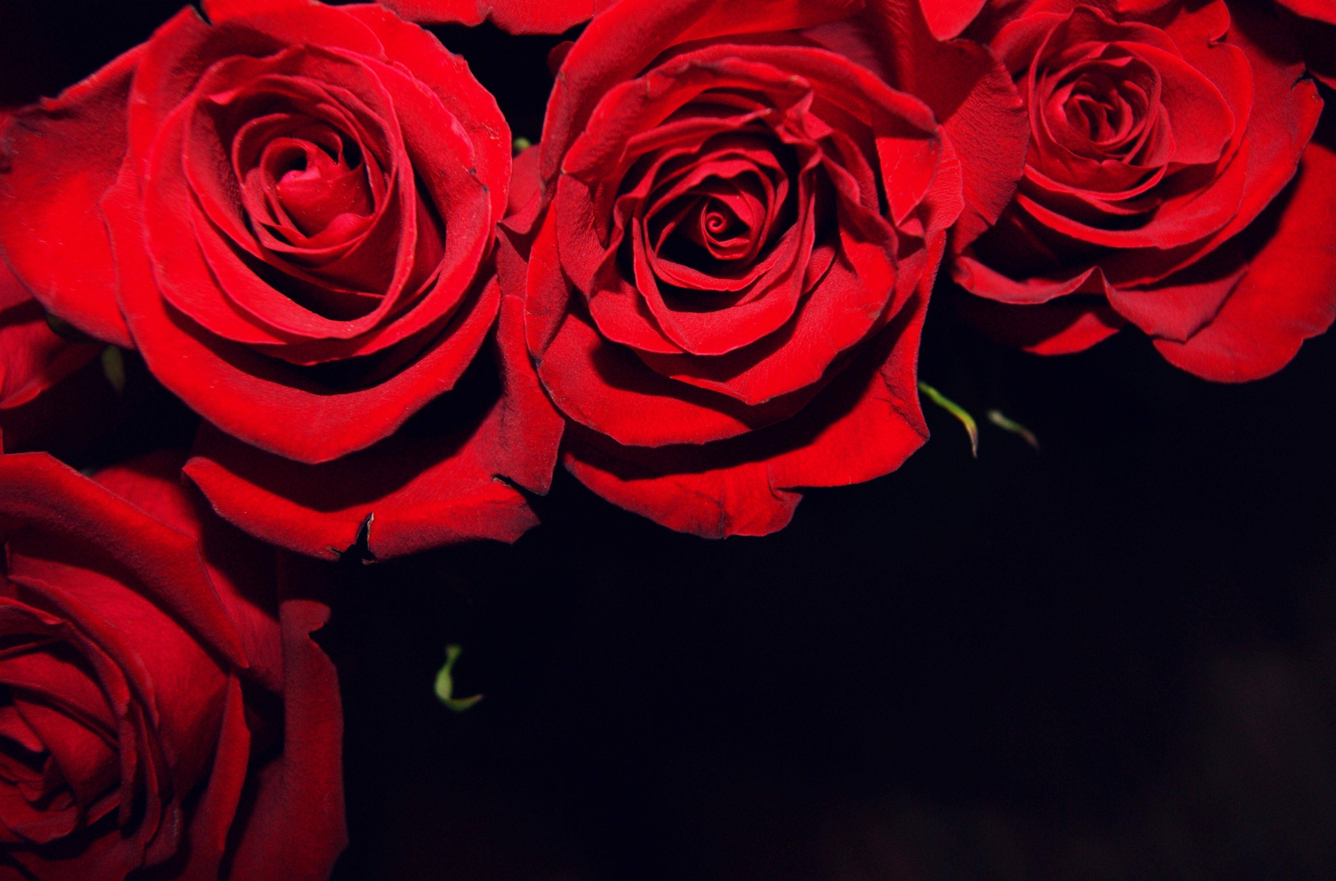 red flower black backgrounds wallpaper cave on red flower black background