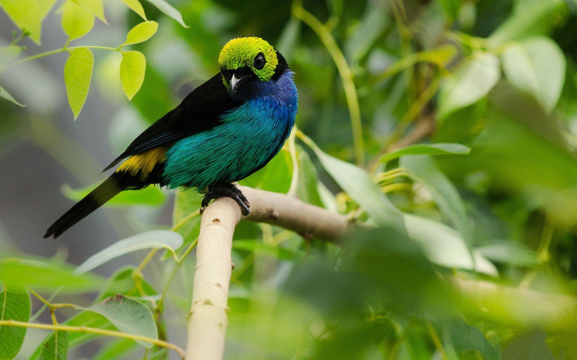 Wallpapers birds of paradise