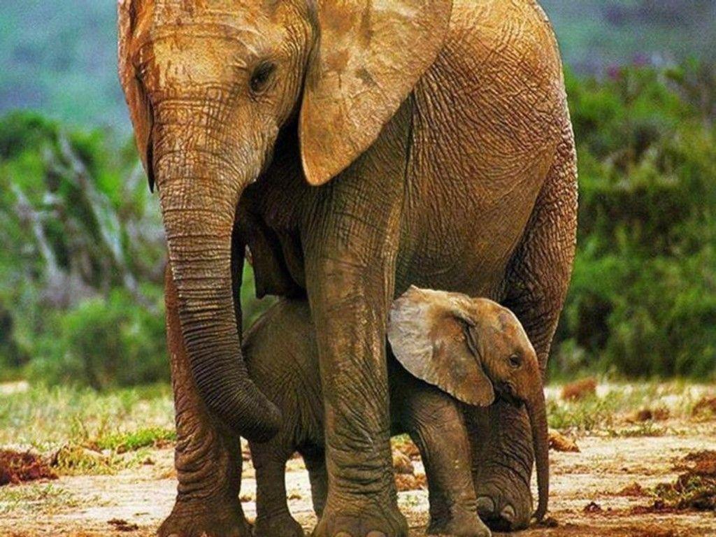 baby elephant wallpapers wallpaper cave on cute elephant wallpapers