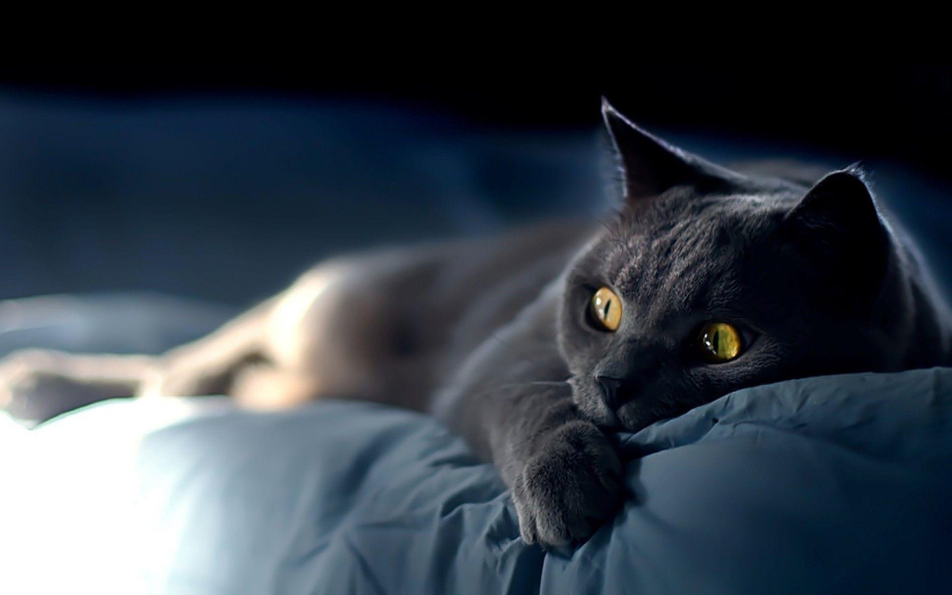 Wallpapers Black Cat - Wallpaper Cave 1200_X_1920_jpg