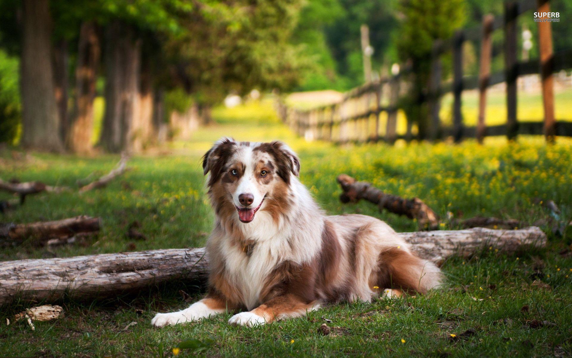 10 Hunde Ideen In 2020 Hunde Australian Shepherds Hunde Silhouette