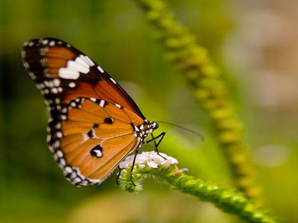 Search more hd transparent butterfly 3d images image on kindpng. 3d Butterfly Wallpapers Wallpaper Cave