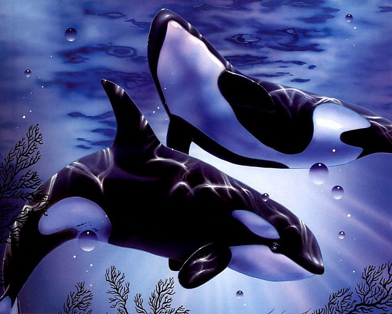 orca whale wallpapers wallpaper cave on orca wallpapers
