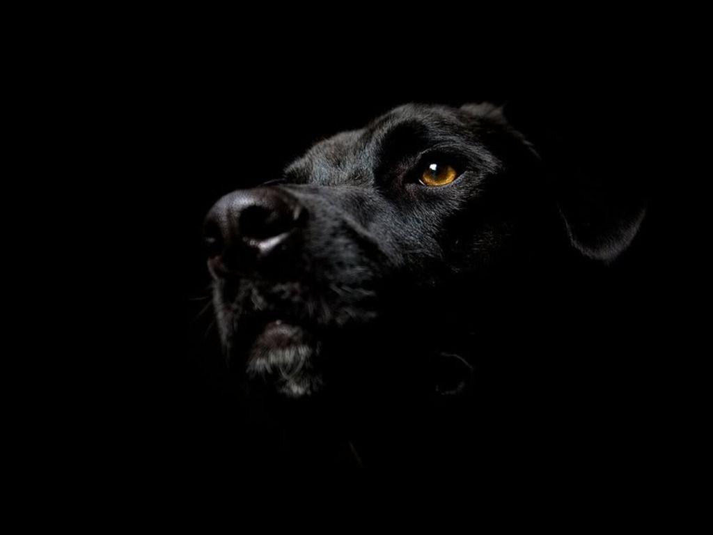 630x470 labrador retriever a fabulously smart highly trainable trustful. 40 Gambar Hd Wallpaper Of Black Labrador Terbaru 2020 Miuiku
