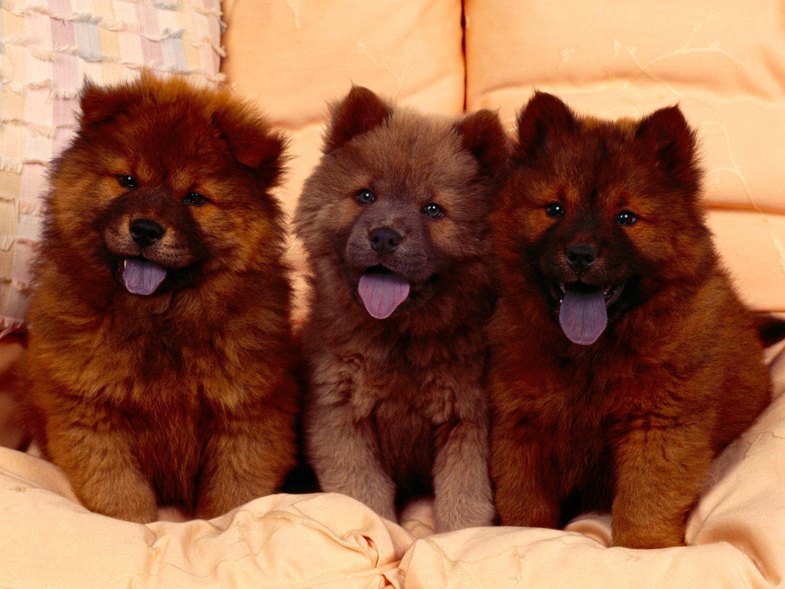 chow chow wallpapers wallpaper cave on chow chow wallpapers