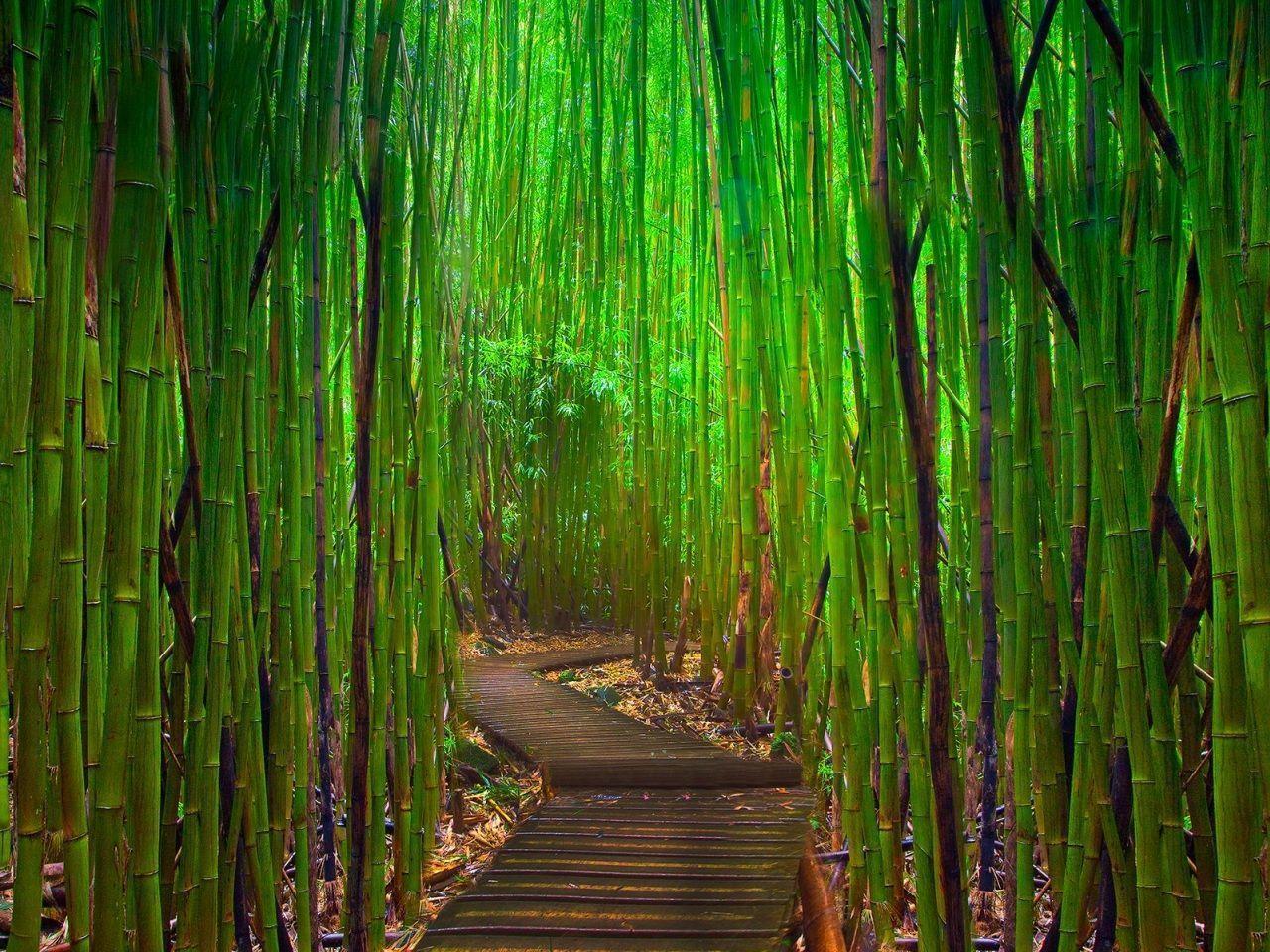 green bamboo wallpapers wallpaper cave on green bamboo forest wallpapers
