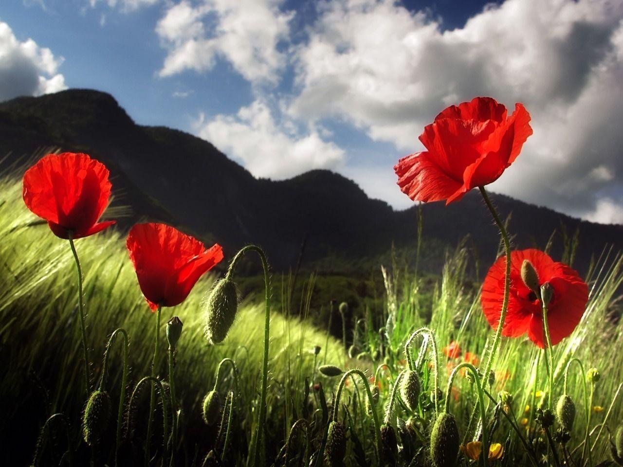 Horizontal composition with ornate contour . Poppy Flower Wallpapers Wallpaper Cave
