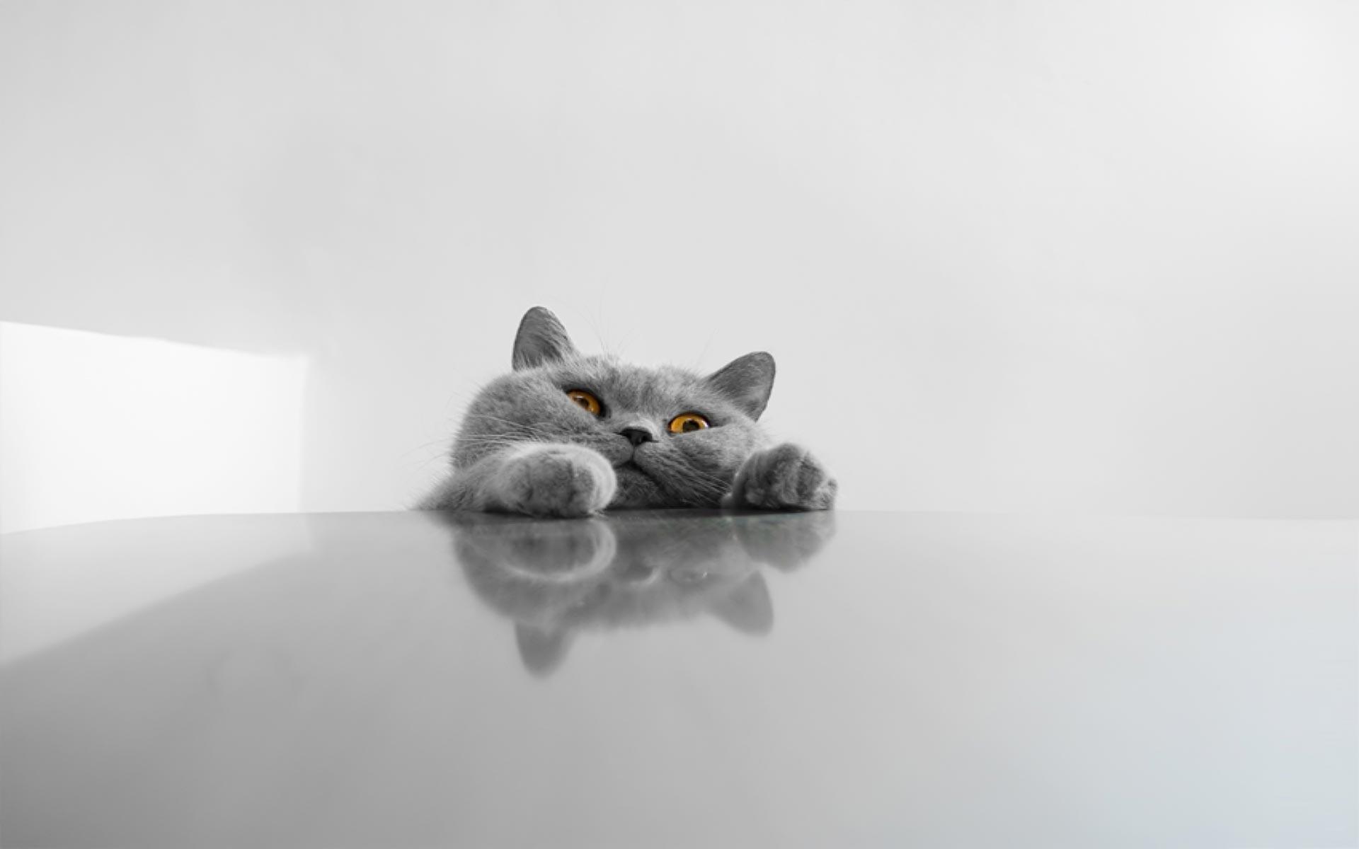 Funny cat desktop wallpapers