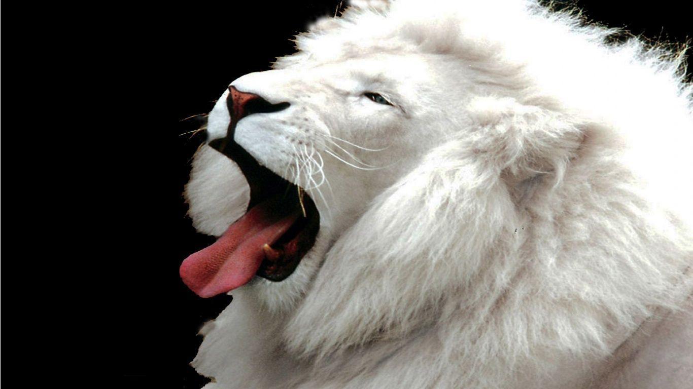 Download this collection of interesting wallpapers of the white lion pictures ever. White Lions Wallpapers Wallpaper Cave