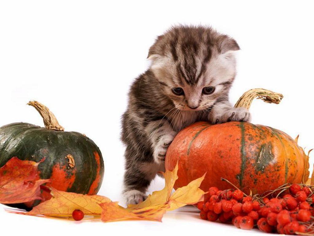 halloween cat wallpapers wallpaper cave on cute halloween cats wallpapers