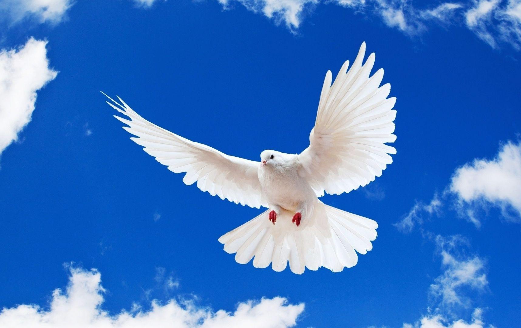 white dove wallpapers wallpaper cave on white bird wallpapers