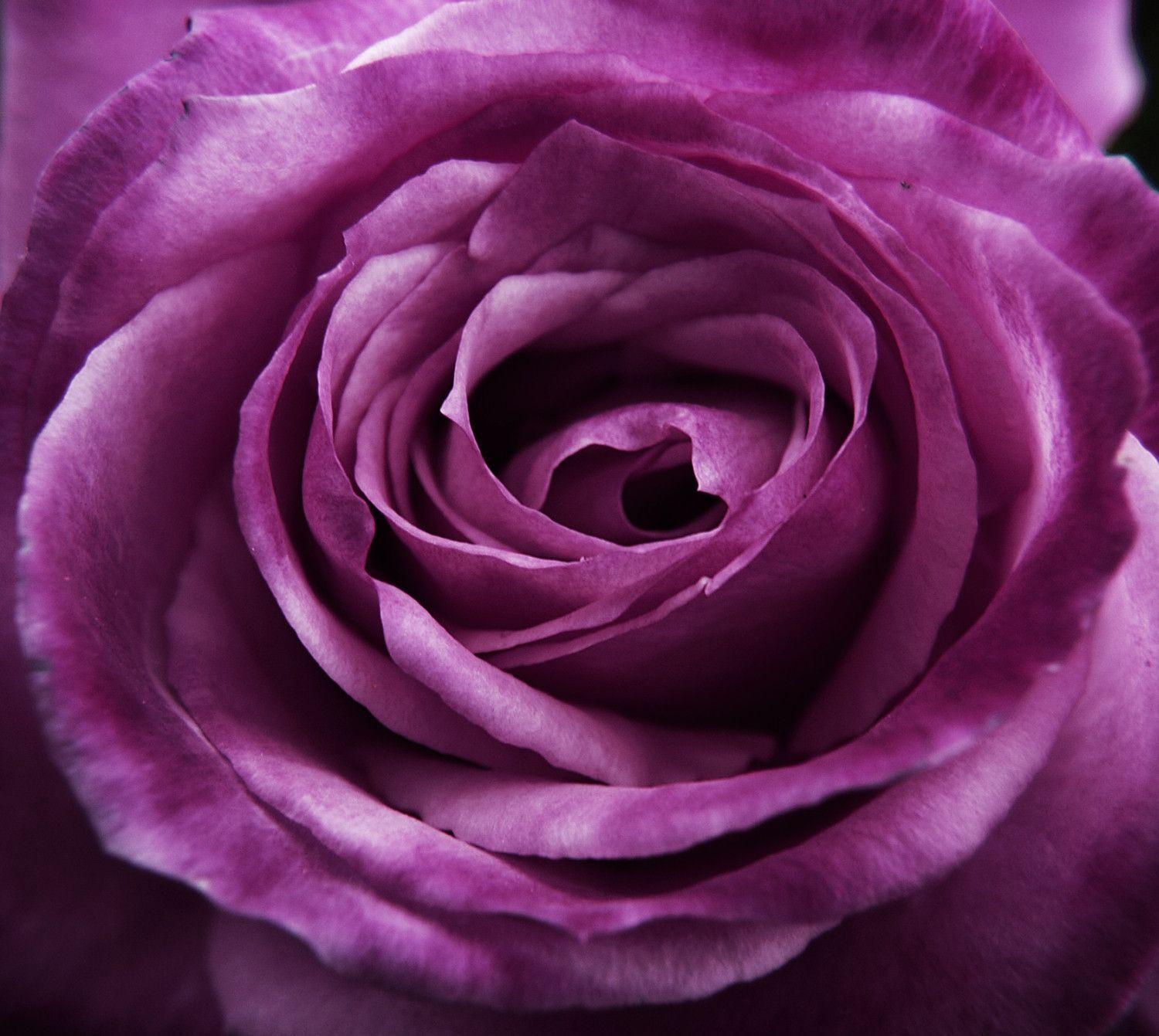 purple roses wallpapers wallpaper cave on purple roses background