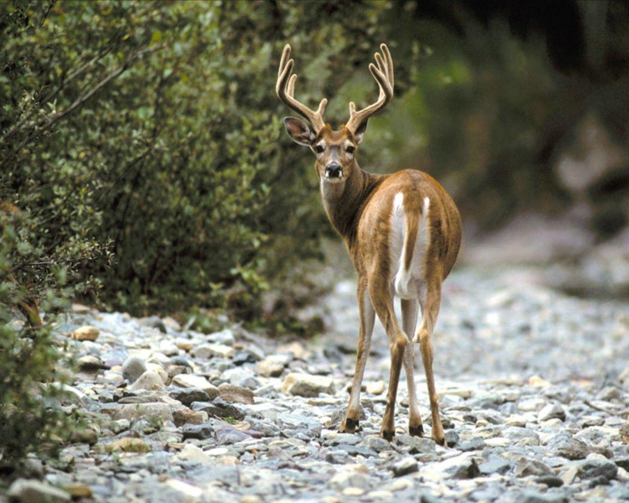 free whitetail deer wallpapers wallpaper cave on free whitetail deer wallpaper