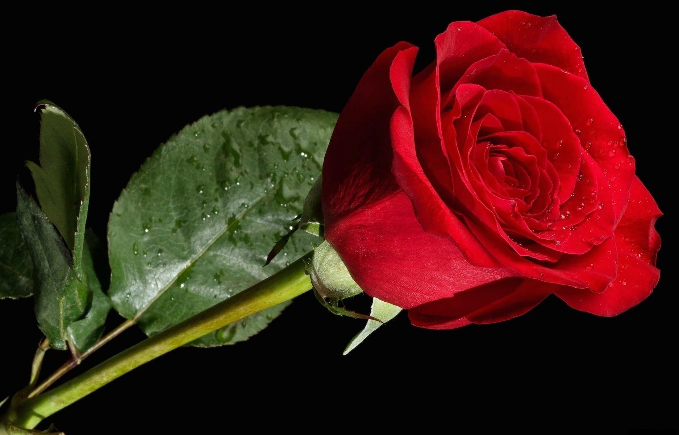 red rose black backgrounds wallpaper cave on red flower black background