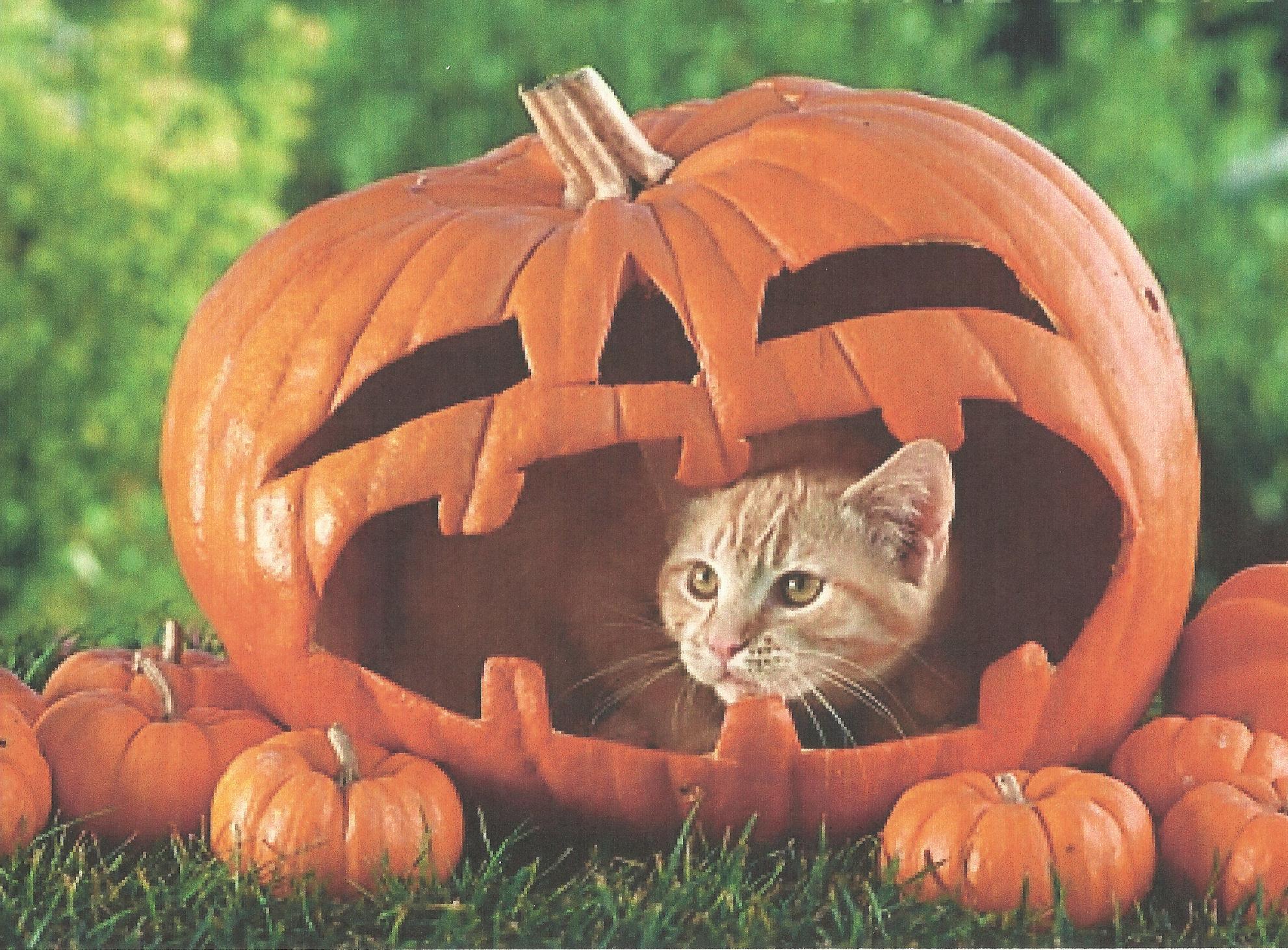 halloween cat wallpapers wallpaper cave on cute halloween cats wallpapers