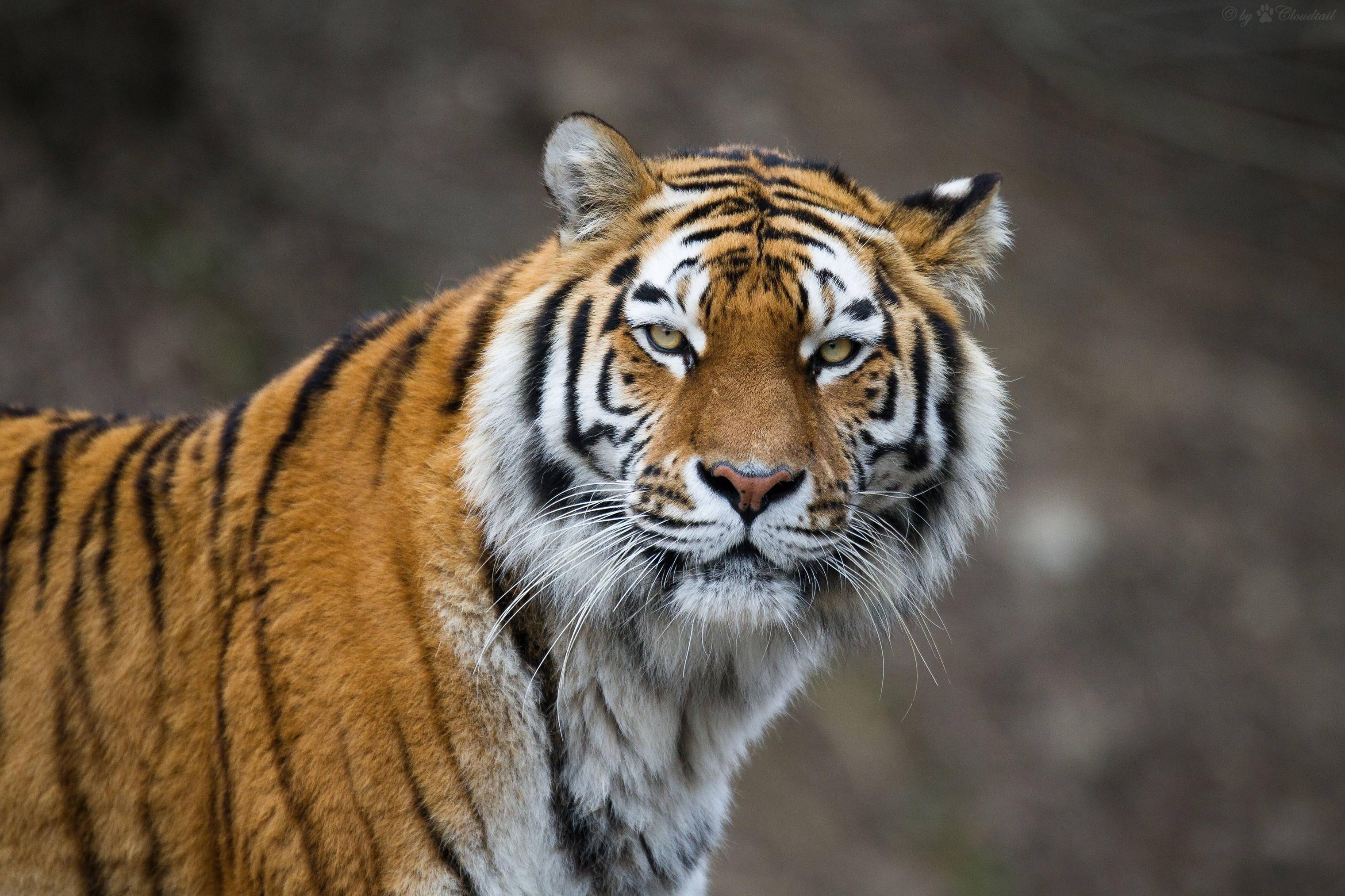 Siberian tiger wallpapers