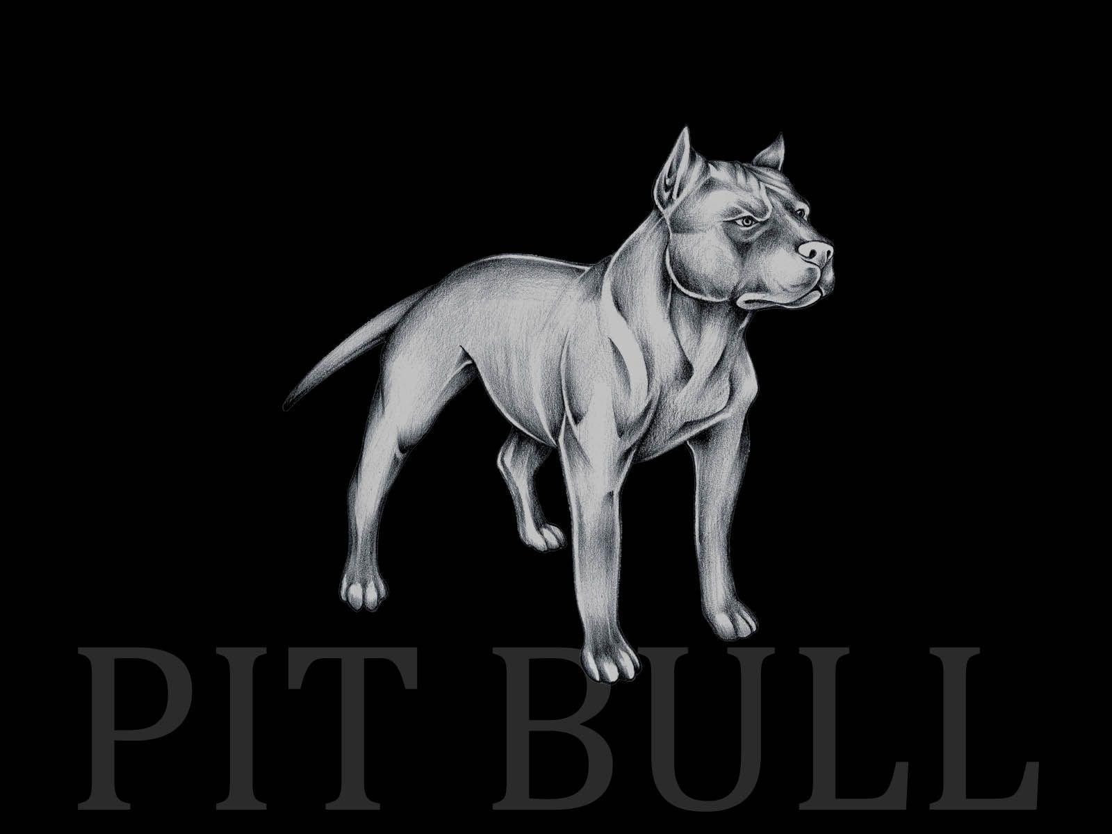 pitbull wallpapers wallpaper cave on pitbull logo wallpaper