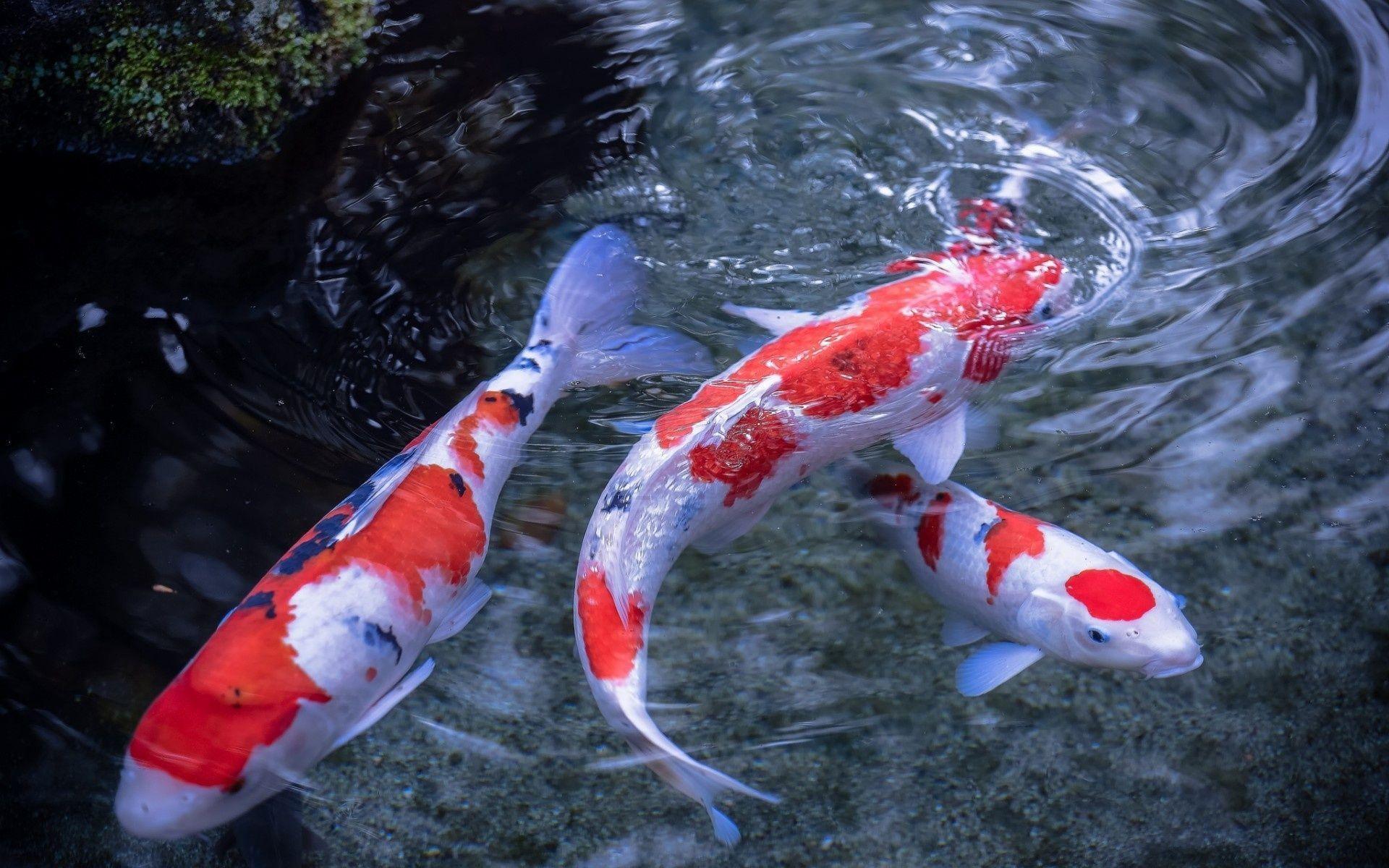 See for yourself takes less than a minute. Koi Pond Wallpapers - Wallpaper Cave